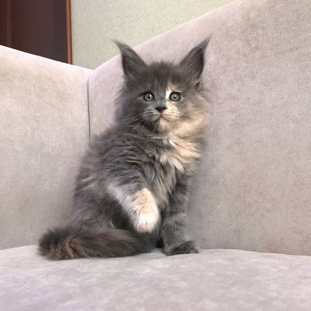 Kitten